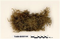 藏品(菲律賓粗枝苔)的圖片